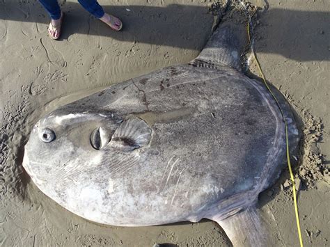 Massive Strange Fish Found On California Beach Scientists Say Its A