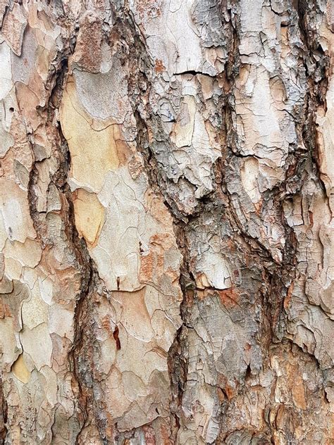 Tree Bark Close Up Tree Textures Texture Wood Texture