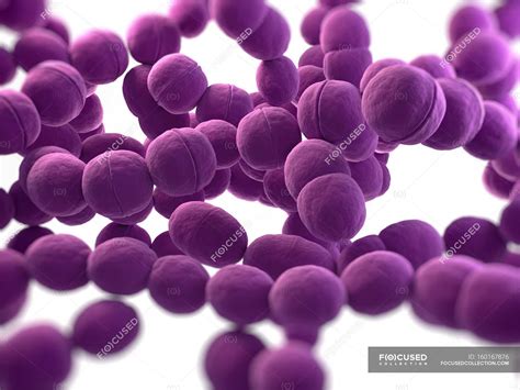 Coccus Shaped Bacteria