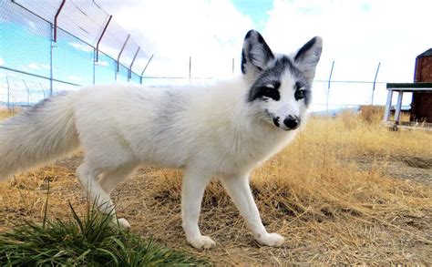 Canadian Marble Fox Everything About Canadian Marble Fox As Pet