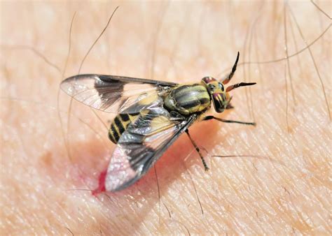Identifying Biting Flies Cascade Pest Control