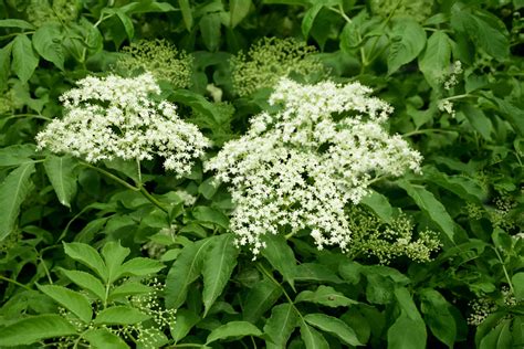 How To Grow And Care For Elderberry Trees