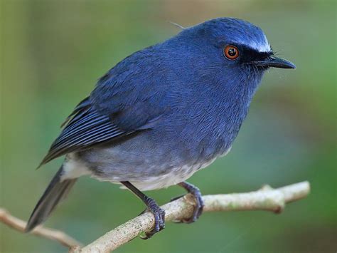 White Bellied Sholakili Ebird India