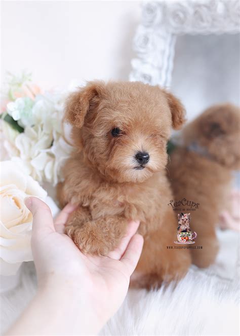 Oliver, red male miniature poodle puppy adopted, congratulations pamela! Toy Poodle Puppy #521 | Teacup Puppies & Boutique