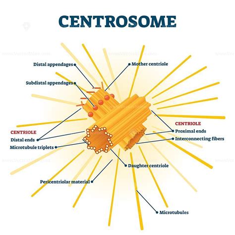 Description Centrosome Organelle Medical Vector Illustration Diagram