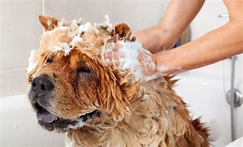 This excellent pet food company delivers only human grade and freshly cooked meals to your home for your dog. 5 Best Dog Shampoos for Shedding 2021 Reviews