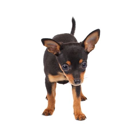 Maybe you would like to learn more about one of these? 🦴 Best Dog Food for Dobermans & Puppies in 2020 🦴 ...