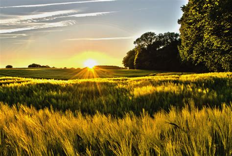 Gerstenfeld Im Sonnenuntergang Foto And Bild Landschaft Äcker Felder