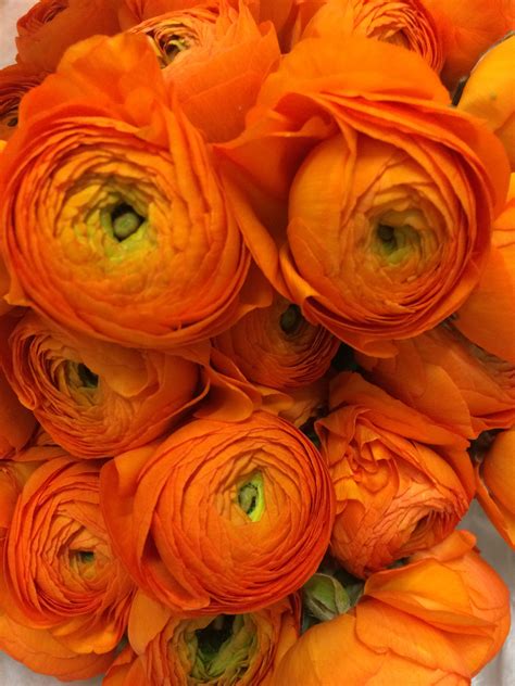 Mandarin Orange Ranunculus Orange Ranunculus Special Flowers Flowers