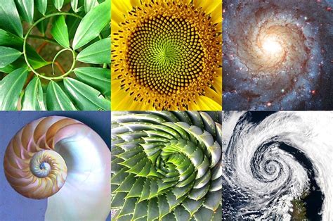 Fibonacci Golden Ratio In Nature