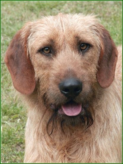 These dogs show great enthusiasm, determination and stamina when it comes to forcing the game by giving the voice. Styrian coarse-haired Hound, Štýrský brakýř #Dogs #Puppy ...