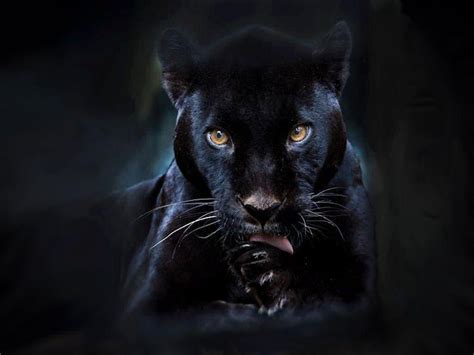 Cool Panther Wallpapers Top Free Cool Panther Backgrounds