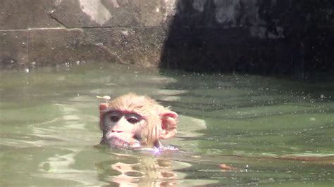 Monkey Swimming Pool YouTube