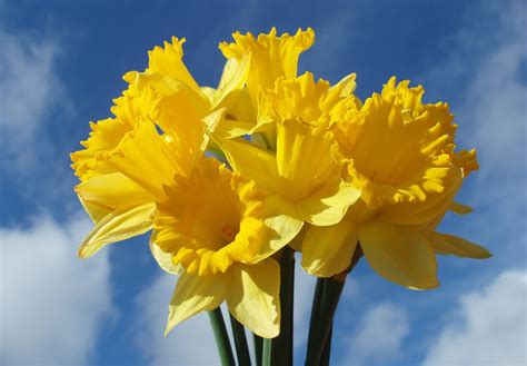 Super Symbolic Daffodil Meanings On Whats Your Sign