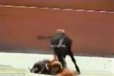 Disturbing Moment A Bull Mounts A Female Bullfighter In The Middle Of A