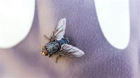 Do Flies Really Have 24 Hour Lifespans Mental Floss