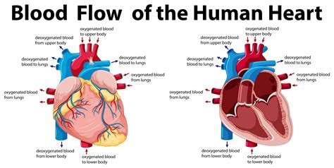 Blood Flow Of The Human Heart 416577 Vector Art At Vecteezy