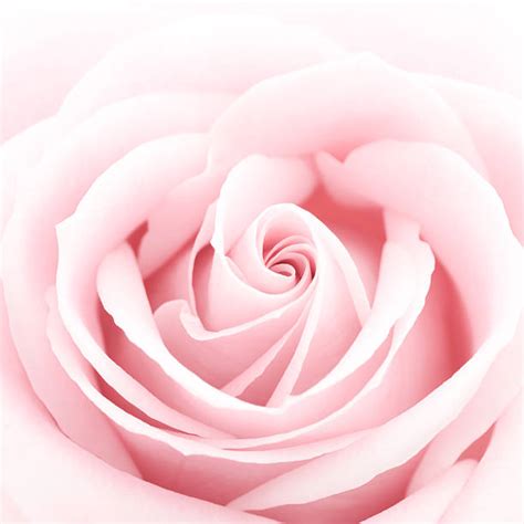 Royalty Free Pink Roses Pictures Images And Stock Photos Istock