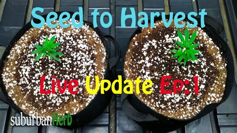 Gorilla Glue 4 Cannabis Grow Seed To Harvest Ep 1 Feeding And