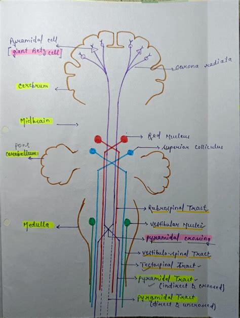 Descending Tracts Of Spinal Cord Notes Pdf Download For Neet Mbbs And