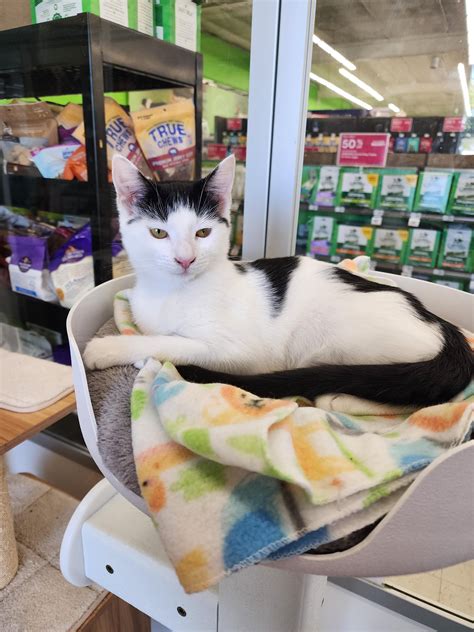 Looking to Adopt a Kitten or Two today? : r/orangecounty