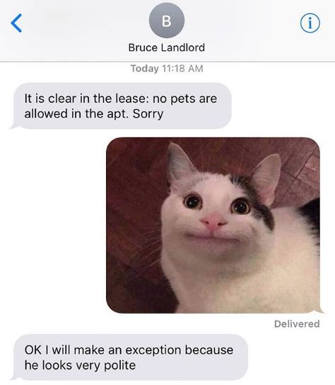 It Is Clear In The Lease Polite Cat Know Your Meme