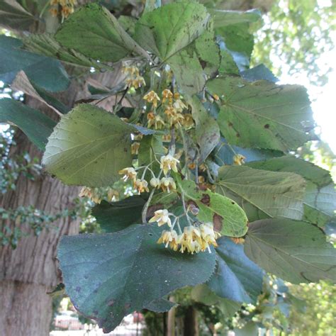 Tilia Tomentosa Petiolaris In Roath Park Pleasure Garden