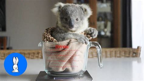 Baby Koala Bears Playing And Climbing Cutest Compilation