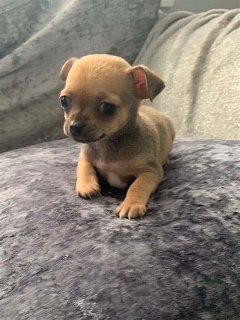 Chihuahua Puppies For Sale In Tilbury Essex Gumtree