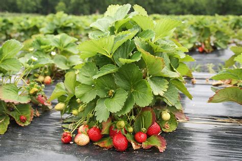 Storing And Preserving Fresh Strawberries Alabama Cooperative