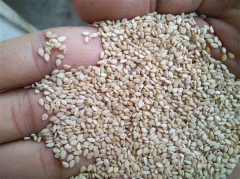 White Natural Sesame Seeds For Oil And Arab Sweets Pack Size 25 Or
