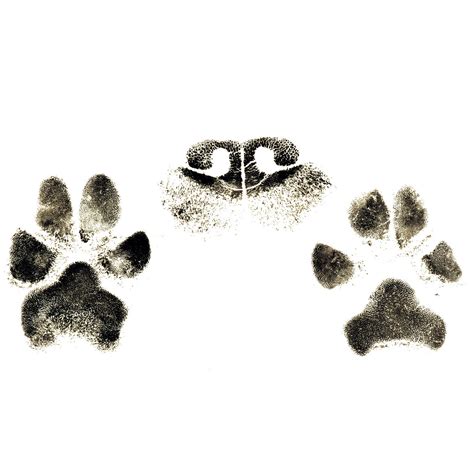 Ink Prints Hp Special 2 Paws And Nose Heavens Pets