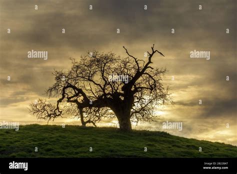 Lone Oak Tree Sunset Stock Photo Alamy