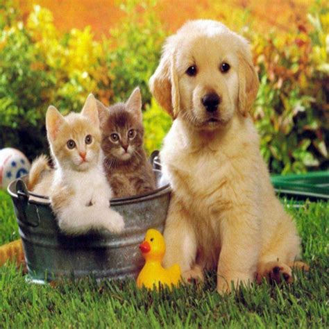 Cute Cats And Dogs Background