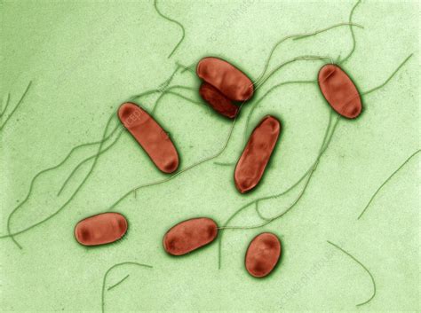 Legionella Bacteria Sem Stock Image C0208634 Science Photo Library