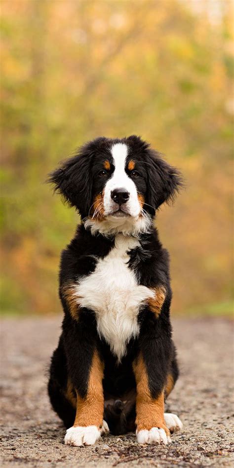 Bernese Mountain Dog Bernese Mountain Dog Puppy Puppies Beautiful Dogs