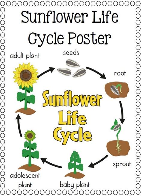 Life Cycles Life Cycles Sunflower Life Cycle Science Life Cycles