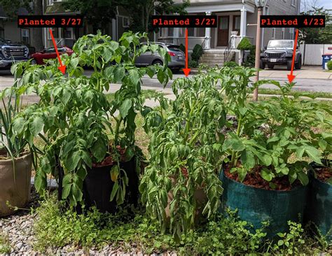 potatoes - Why is this potato plant wilting? - Gardening & Landscaping