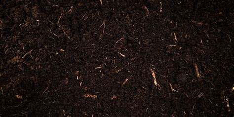 8 Common Garden Soil Pests And How To Get Rid Of Them Garden Patch