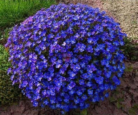 Perennials usually have a shorter main differences between annual and perennial. 100 Creeping Thyme Color Rock Cress Perennial Ground Cover ...