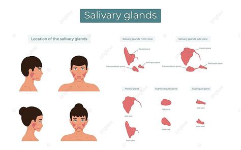 Ilustração Da Localização Das Glândulas Salivares órgão Do Corpo