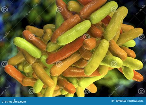 Bacteria Bifidobacterium Normal Flora Of Human Intestine Stock