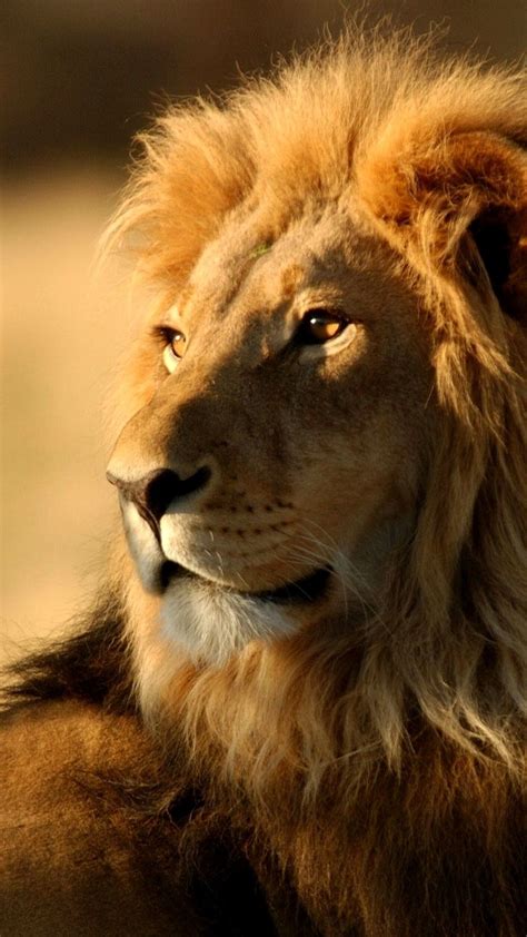 1080x1920 Lion Wallpaper Hd Animals Lion Iphone 6 Plus