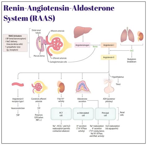 Renin Angiotensin Aldosterone System Medicine Keys For Mrcps