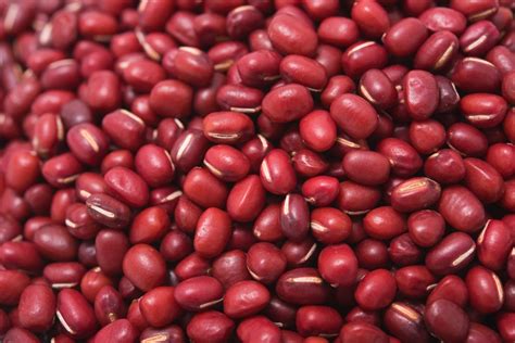 15 Different Types Of Beans With Pictures