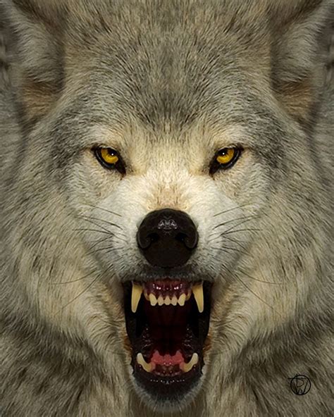 Fierce The Wolf Wolf Angry Wolf Animals