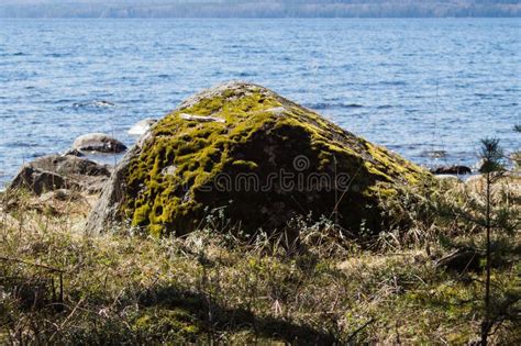 Stone With Moss On The Shore Mossy Rock By The Lake Stock Photo