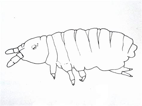 Ten Legged Fleas Drawing