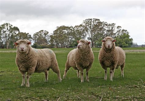 Merino Sheep Free Photo Download Freeimages