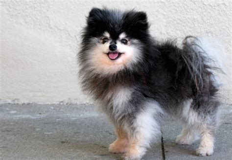 Learn About The Pomeranian Dog Breed From A Trusted Veterinarian